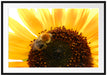 Biene auf Sonnenblume Passepartout 100x70