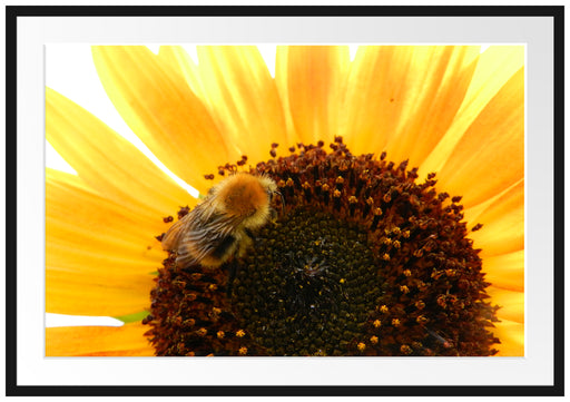 Biene auf Sonnenblume Passepartout 100x70