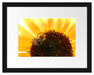 Biene auf Sonnenblume Passepartout 38x30