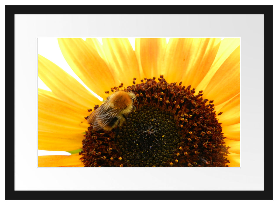 Biene auf Sonnenblume Passepartout 55x40