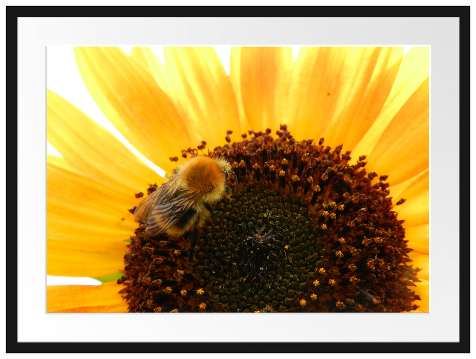 Biene auf Sonnenblume Passepartout 80x60