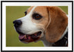 schöner Beagle im Seitenprofil Passepartout 100x70