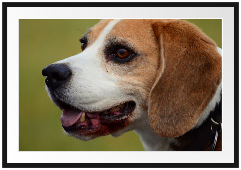 Pixxprint schöner Beagle im Seitenprofil, im Galerie-Passepartout Bilderrahmen