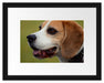 schöner Beagle im Seitenprofil Passepartout 38x30