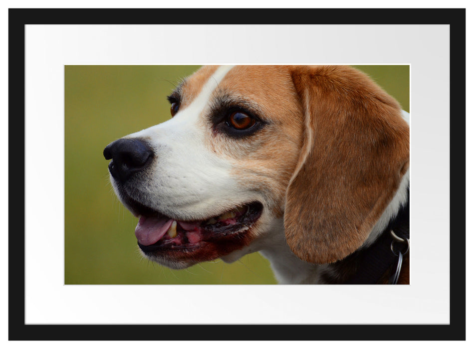 schöner Beagle im Seitenprofil Passepartout 55x40