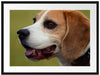 schöner Beagle im Seitenprofil Passepartout 80x60