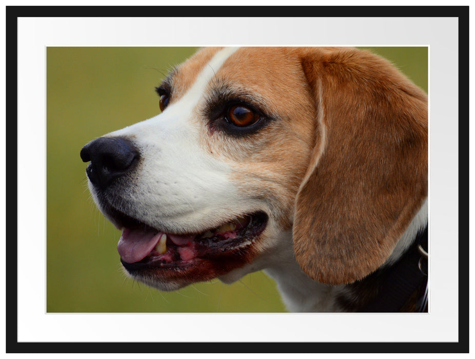 schöner Beagle im Seitenprofil Passepartout 80x60