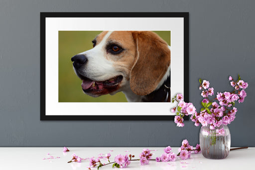 schöner Beagle im Seitenprofil Passepartout Wohnzimmer