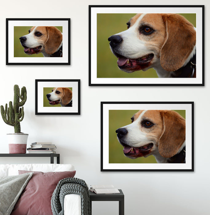 schöner Beagle im Seitenprofil Passepartout Dekovorschlag