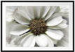 kleine weiße zarte Blüte Passepartout 100x70