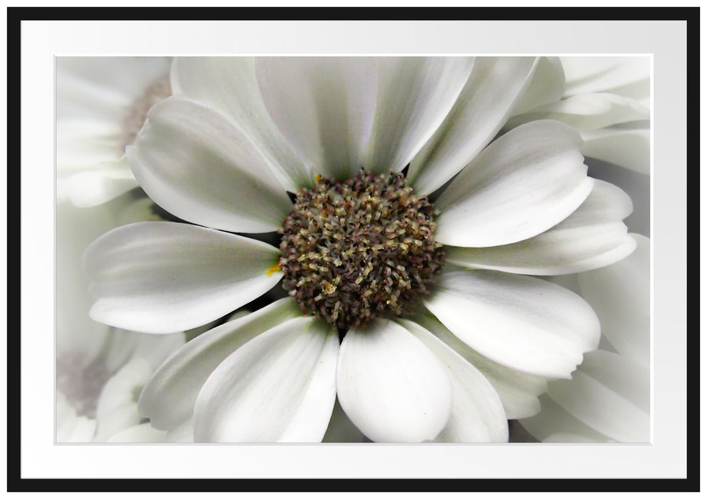 Pixxprint kleine weiße zarte Blüte, im Galerie-Passepartout Bilderrahmen