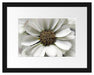 kleine weiße zarte Blüte Passepartout 38x30