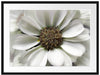 kleine weiße zarte Blüte Passepartout 80x60