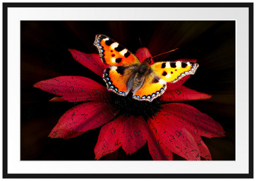 Schmetterling auf roter Blüte Passepartout 100x70