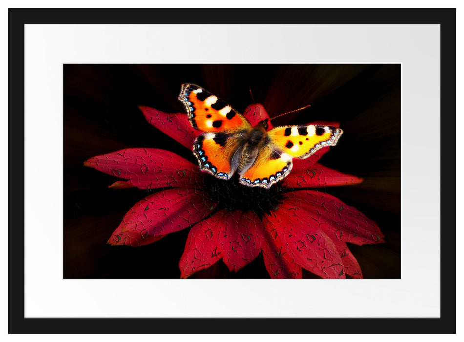 Schmetterling auf roter Blüte Passepartout 55x40