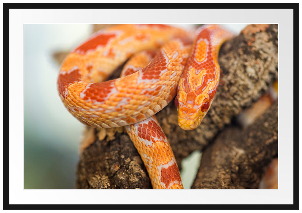 Pixxprint ruhende Kornnatter, im Galerie-Passepartout Bilderrahmen