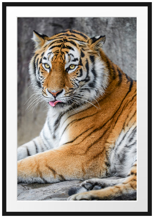 schöner Tiger beim Putzen Passepartout 100x70