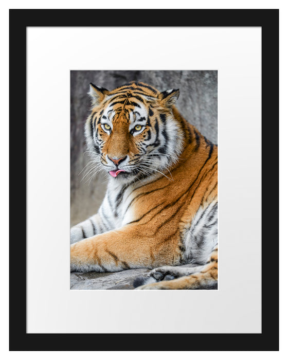schöner Tiger beim Putzen Passepartout 38x30