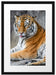 schöner Tiger beim Putzen Passepartout 55x40