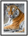 schöner Tiger beim Putzen Passepartout 80x60