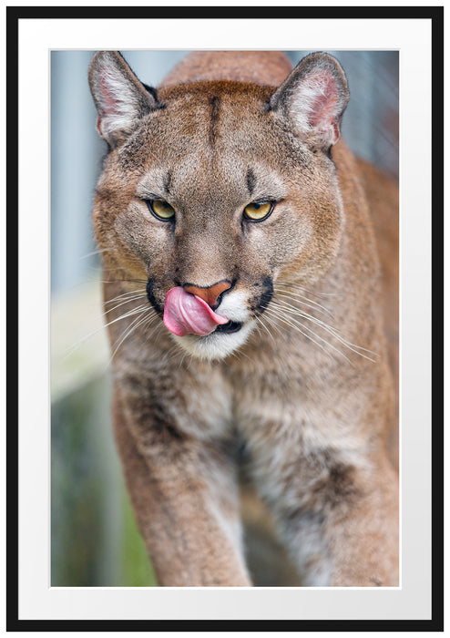 Pixxprint anmutiger Puma, im Galerie-Passepartout Bilderrahmen