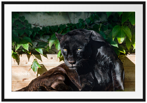 schwarzer Panther Passepartout 100x70