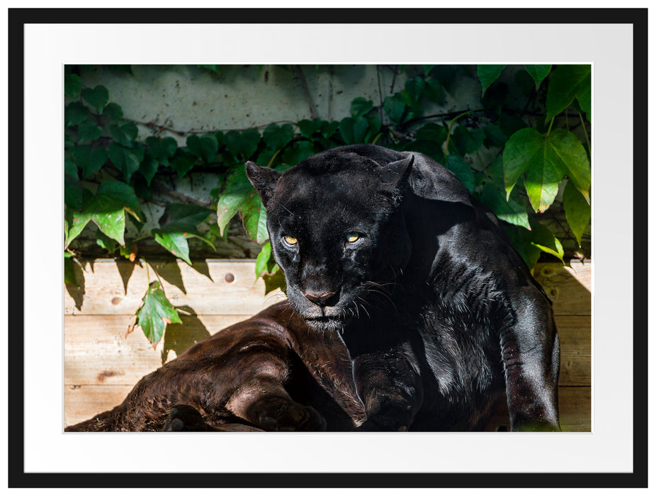 schwarzer Panther Passepartout 80x60
