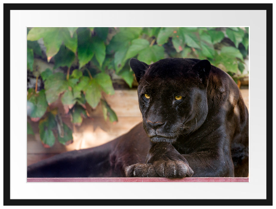 schöner schwarzer Panther Passepartout 80x60