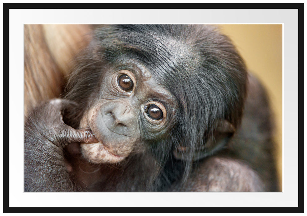 Pixxprint süßes Orang-Utan-Junges, im Galerie-Passepartout Bilderrahmen