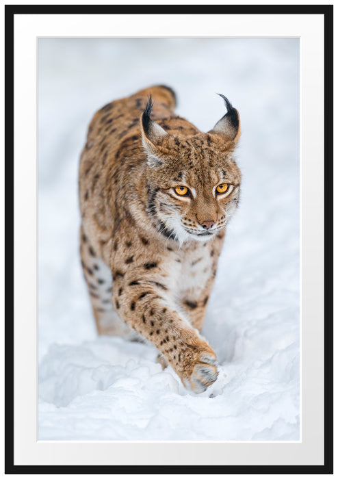 Pixxprint Luchs im Schnee, im Galerie-Passepartout Bilderrahmen