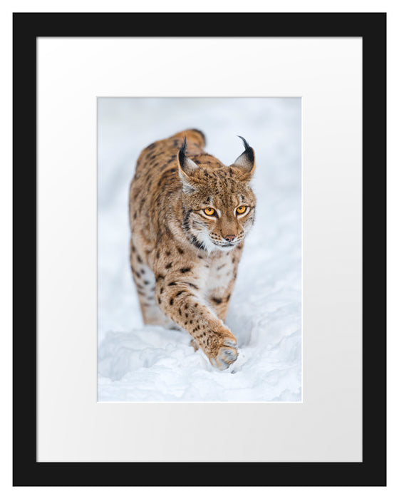 Luchs im Schnee Passepartout 38x30