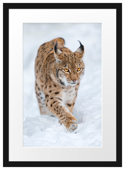 Luchs im Schnee Passepartout 55x40