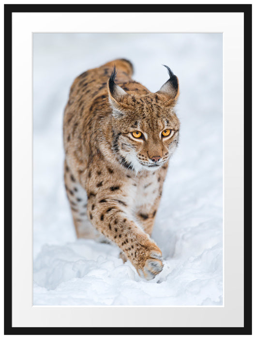 Luchs im Schnee Passepartout 80x60