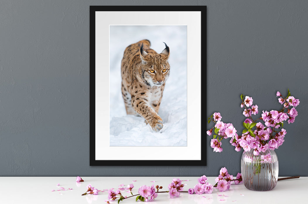 Luchs im Schnee Passepartout Wohnzimmer