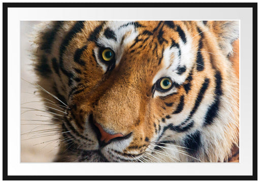 bildschöner Tiger Passepartout 100x70
