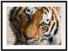 bildschöner Tiger Passepartout 80x60