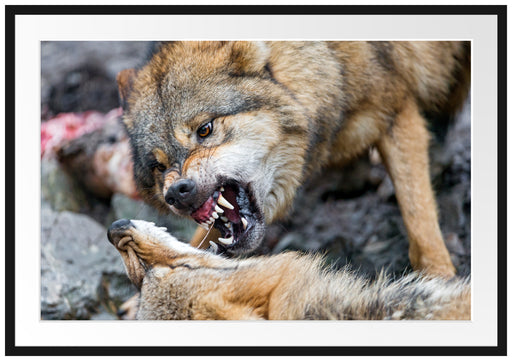 kämpfende Wölfe Passepartout 100x70