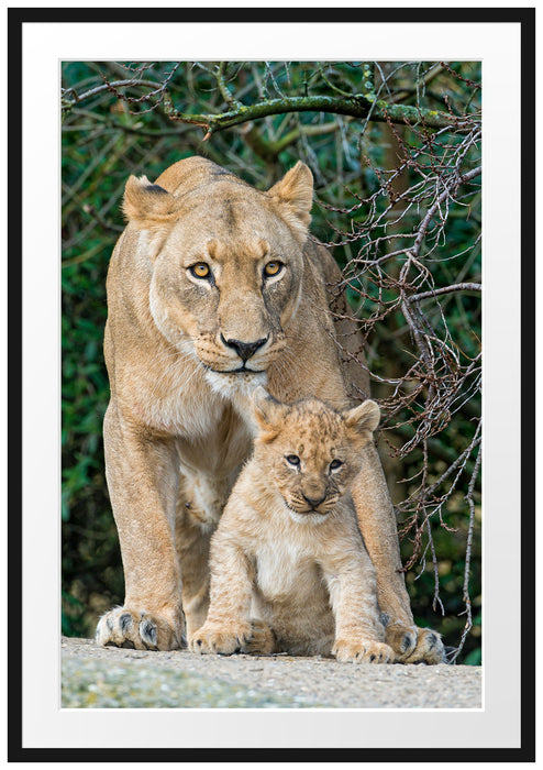 Pixxprint Löwin mit Jungtier, im Galerie-Passepartout Bilderrahmen