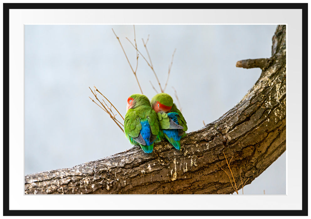 Pixxprint Rosenköpfchenpaar, im Galerie-Passepartout Bilderrahmen