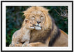 schöner Löwe mit Jungtier Passepartout 100x70