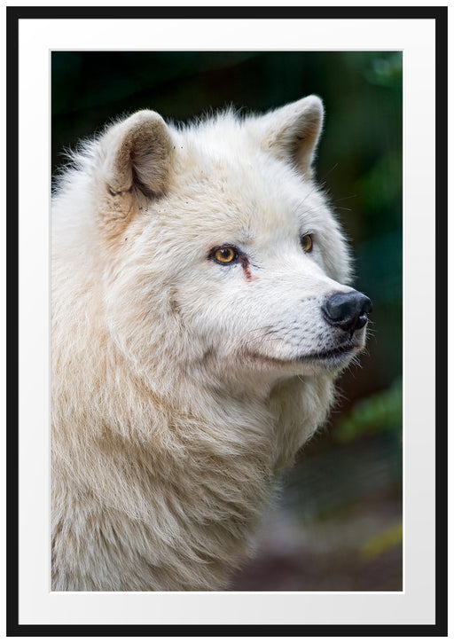 prächtiger Polarwolf Passepartout 100x70