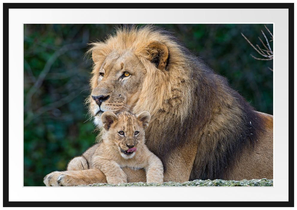 Pixxprint lieber Löwe mit Jungtier, im Galerie-Passepartout Bilderrahmen