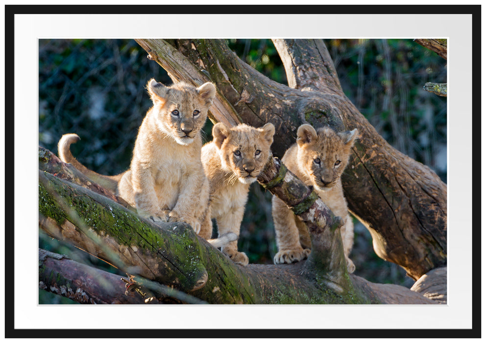 Pixxprint süße Löwenjunge auf Baum, im Galerie-Passepartout Bilderrahmen
