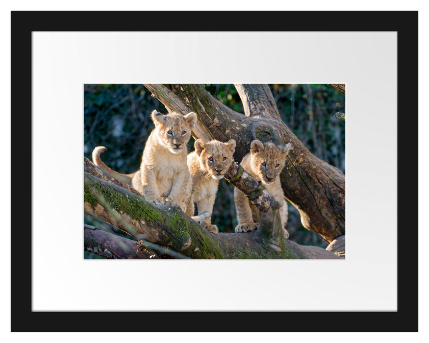 süße Löwenjunge auf Baum Passepartout 38x30
