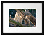 süße Löwenjunge auf Baum Passepartout 38x30
