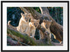 süße Löwenjunge auf Baum Passepartout 80x60