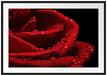 Tropfen auf roter Rose Passepartout 100x70