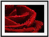 Tropfen auf roter Rose Passepartout 80x60