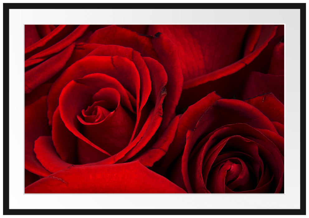 Pixxprint rote Rosen, im Galerie-Passepartout Bilderrahmen