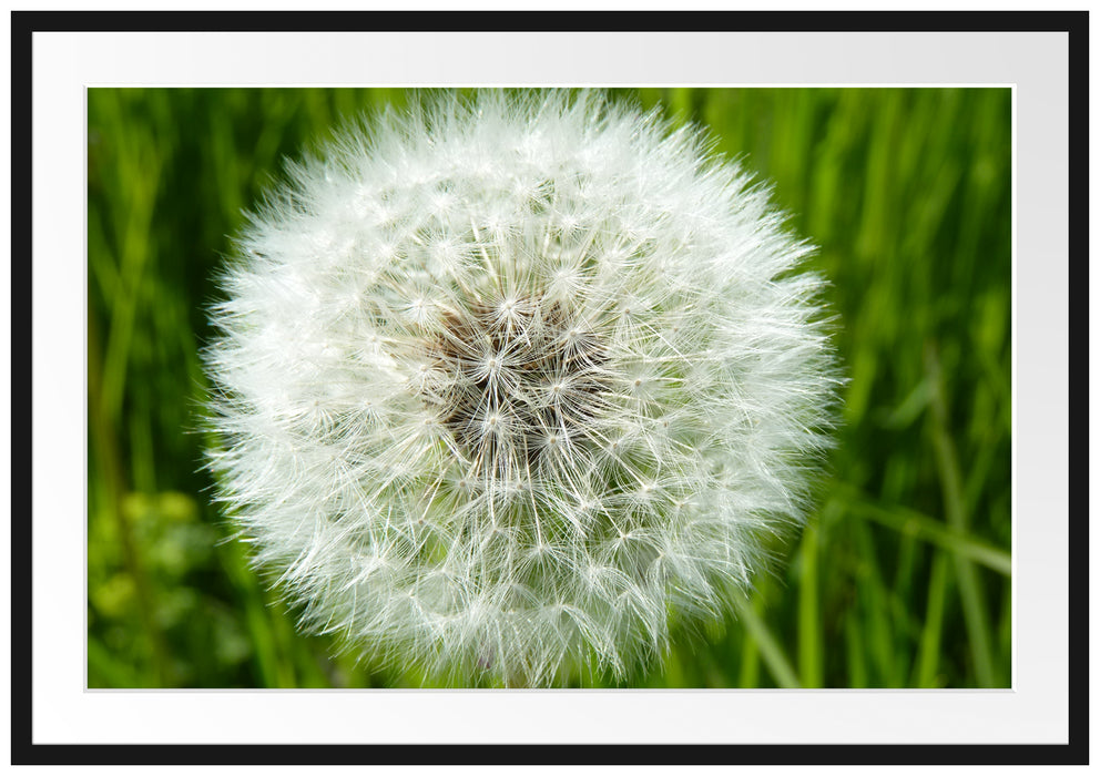 Pixxprint klassische Pusteblume, im Galerie-Passepartout Bilderrahmen